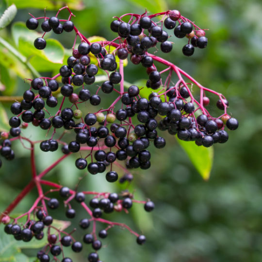 Natural Pharmaceuticals ImuBerin Juodųjų šeivamedžių uogos kraštuose, ryškiai raudonais koteliais ir žaliomis lapų spalvomis.