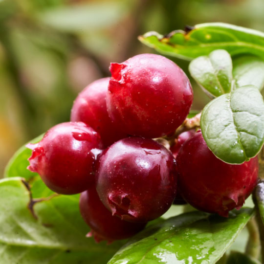 Natural Pharmaceuticals ImuBerin Raudonos spanguolių uogos su lietaus lašeliais ant žalios lapijos.