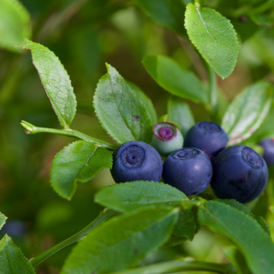 Natural Pharmaceuticals ImuBerin Šviežios mėlynos mėlynės su žaliomis lapų detalėmis ant krūmo gamtoje.
